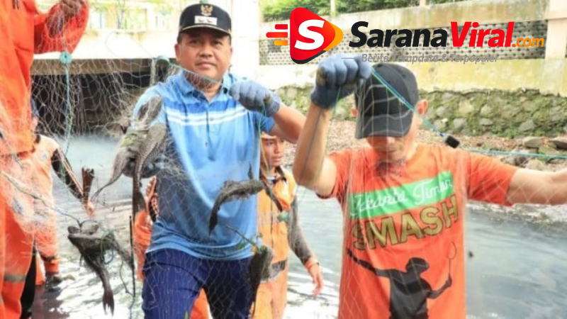 distribusi ikan sapu-sapu ke pengepul