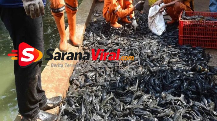 ikan sapu-sapu Setu Babakan hasil tangkapan massal