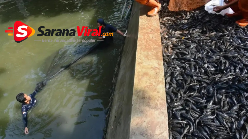 ikan sapu-sapu di perairan