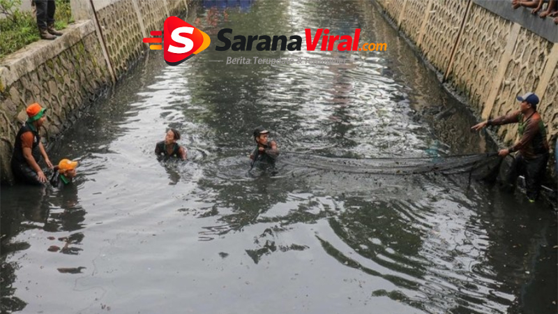 petugas menangkap ikan sapu-sapu di danau