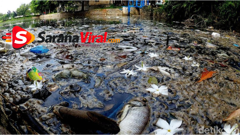 pencemaran sungai akibat limbah ikan